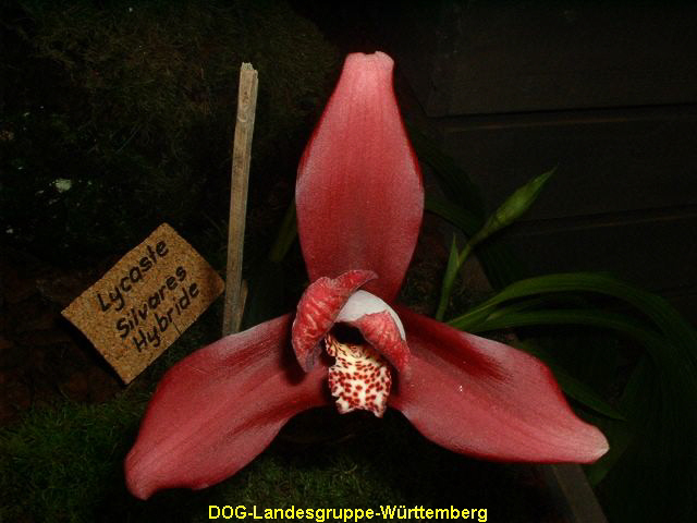Lycaste Silvares-Hybride
