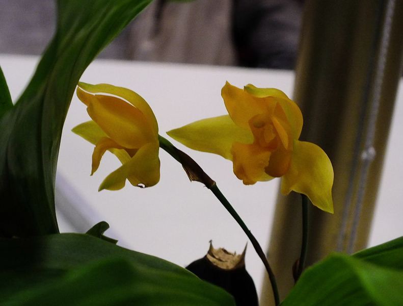 Lycaste cochleata