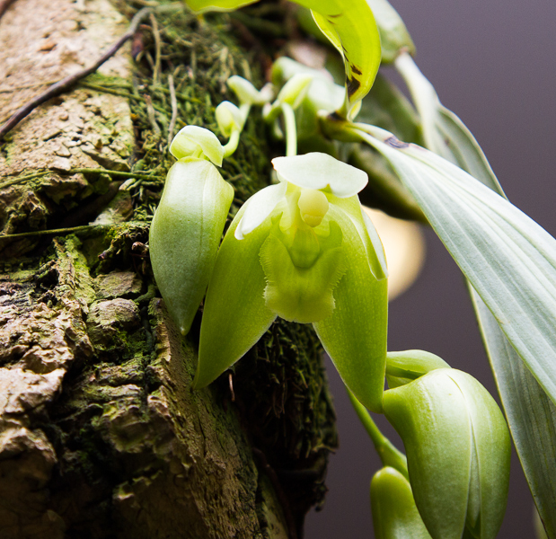 Lycaste dyeriana