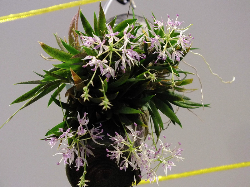 Macroclinium