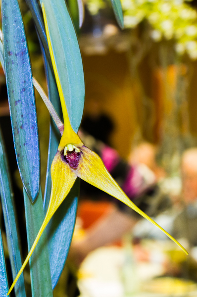 Masdevallia caesia