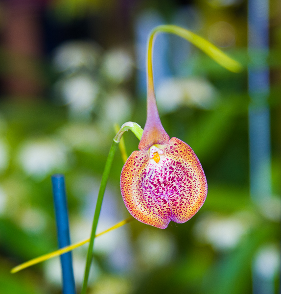 Masdevallia princeps
