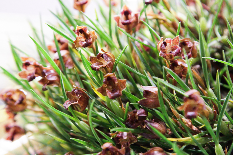 Maxillaria spec 02