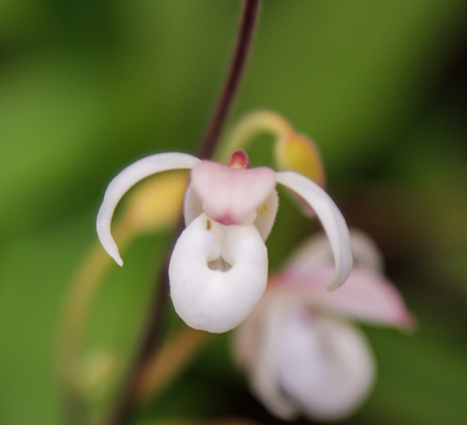 Mexipedium xerophyticum