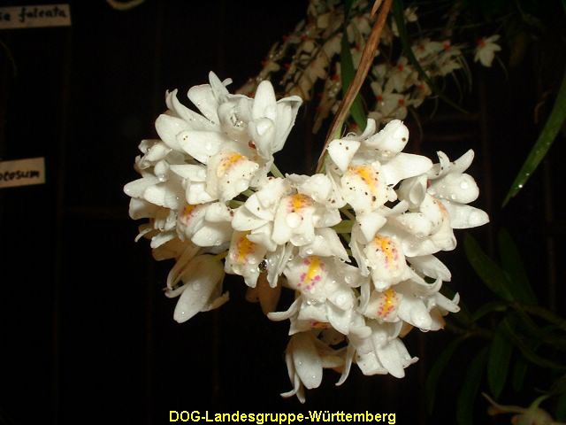 Neobenthamia gracilis