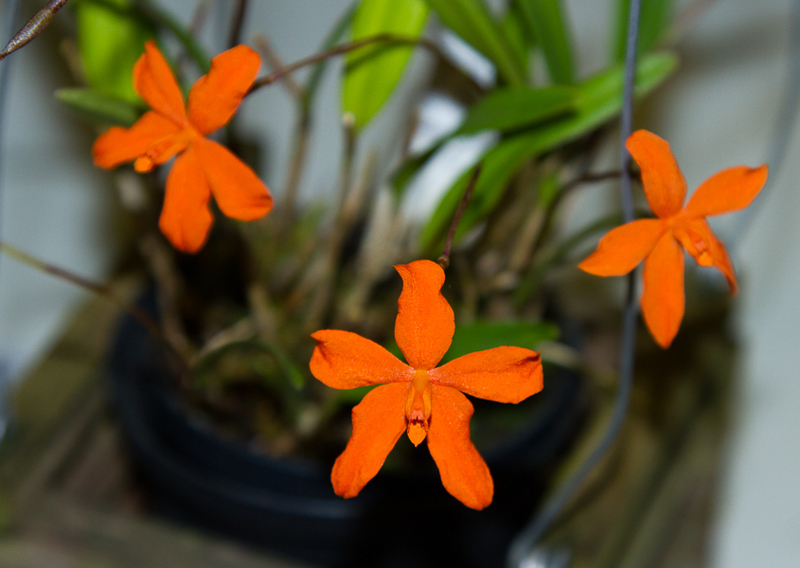 Neocogniauxia monophylla