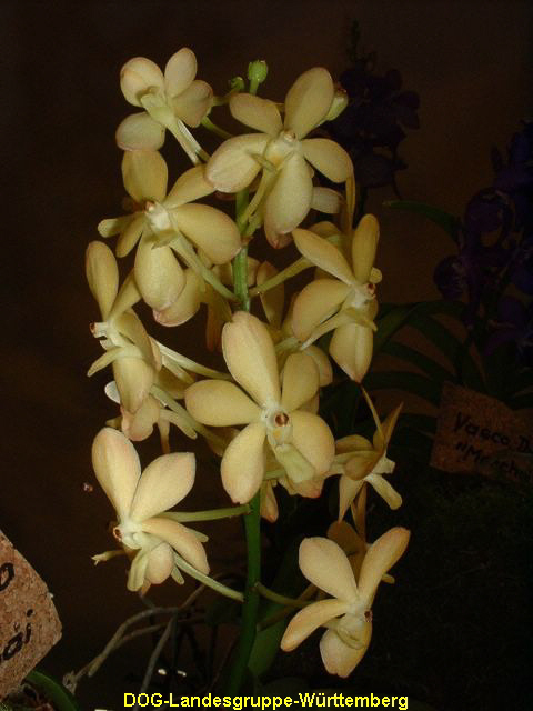 Neofinetia falcata x Ascocenda Udomchai