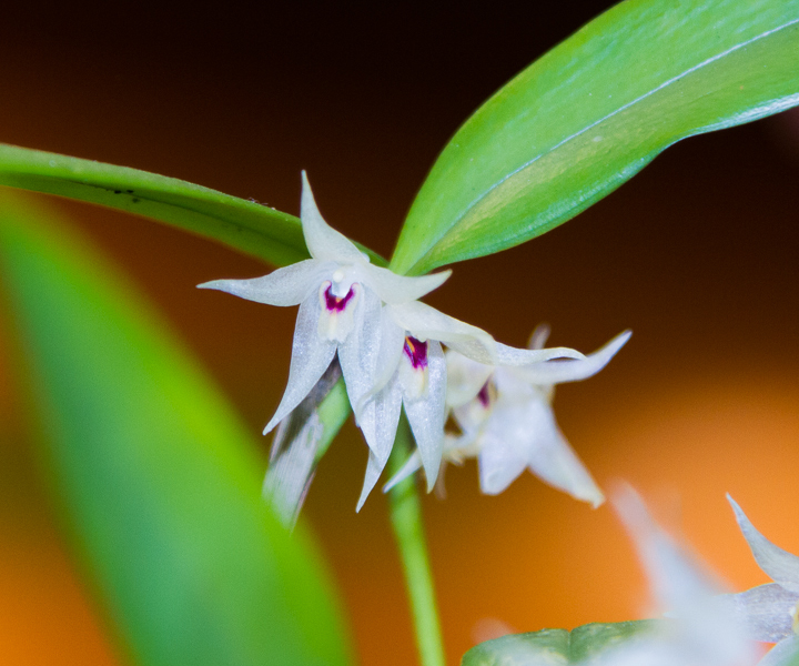 Octomeria spec