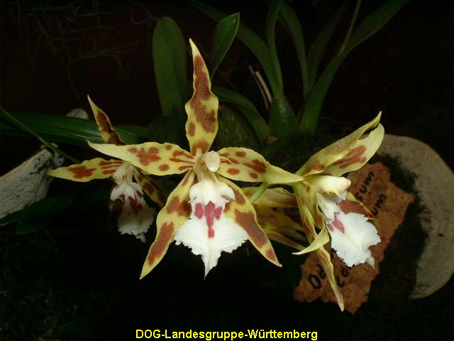 Odontoglossum constrictum