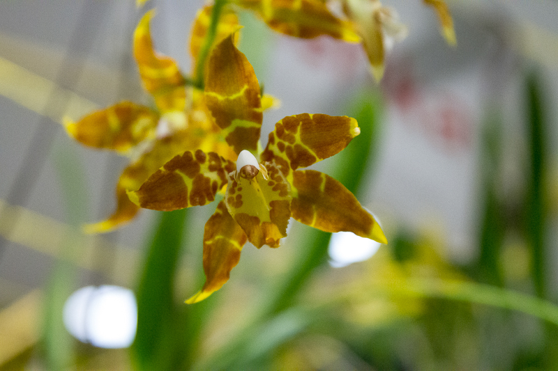 Odontoglossum cristatum