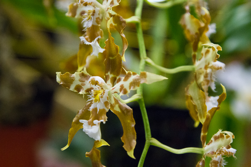 Odontoglossum hallii