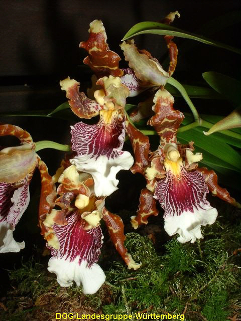 Odontoglossum harryanum 01