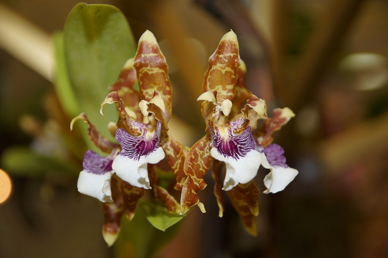 Odontoglossum harryanum 02
