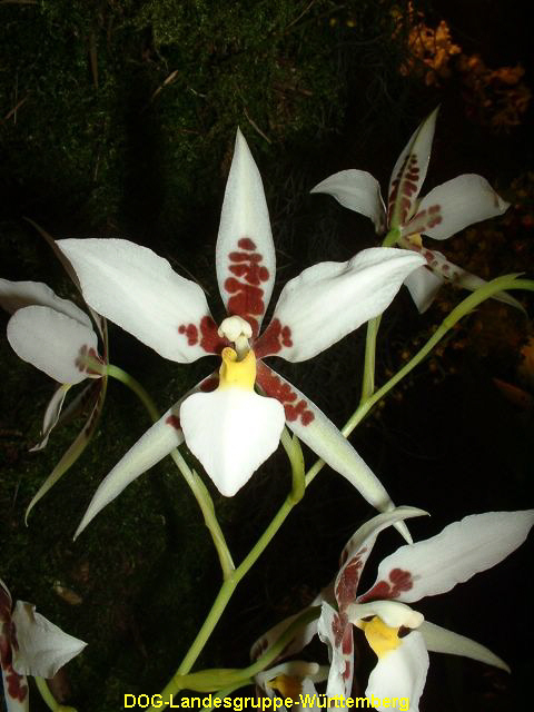 Odontoglossum madrense x rossii majus