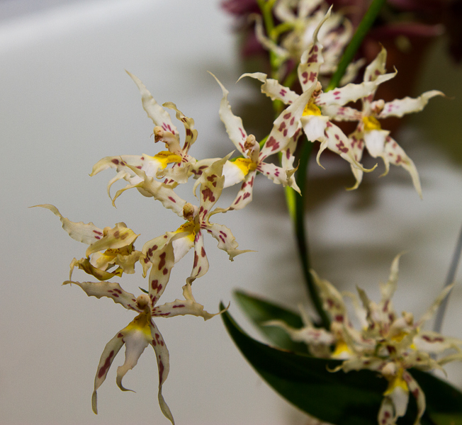 Odontoglossum odoratum