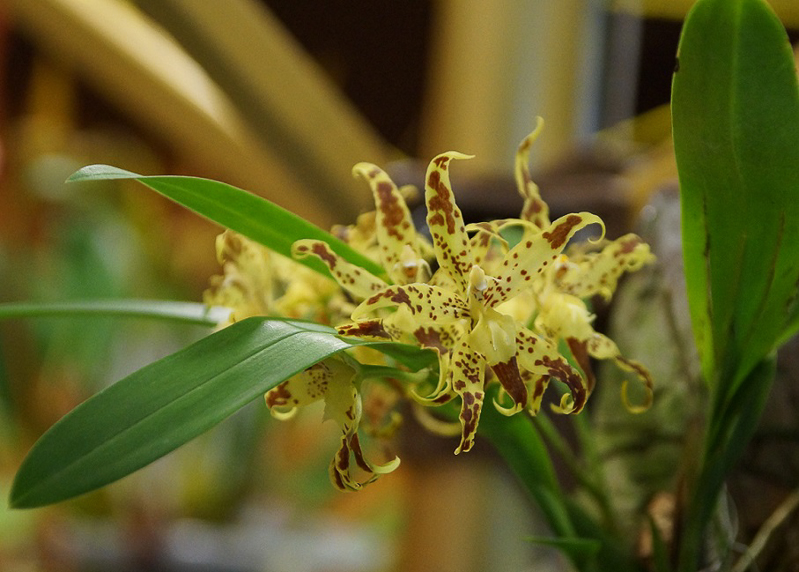 Odontoglossum praestans