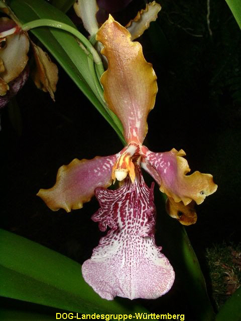 Odontoglossum wyattianum