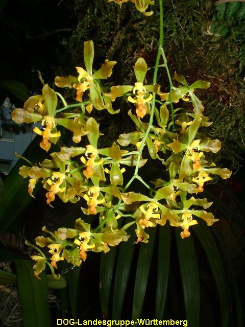 Oncicium pubens