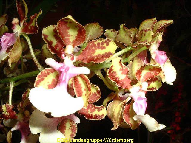 Oncidium aurisasinorum x lanceanum