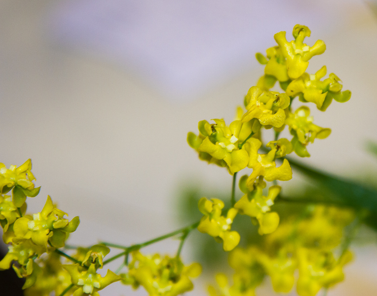 Oncidium cheirophorum