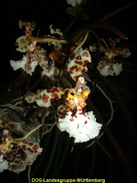 Oncidium jonsoniae