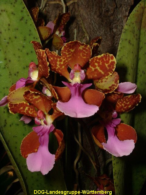 Oncidium lanceanum