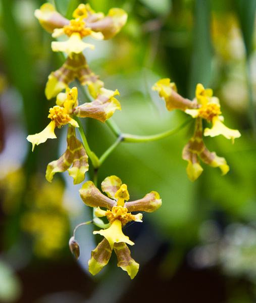 Oncidium longipes
