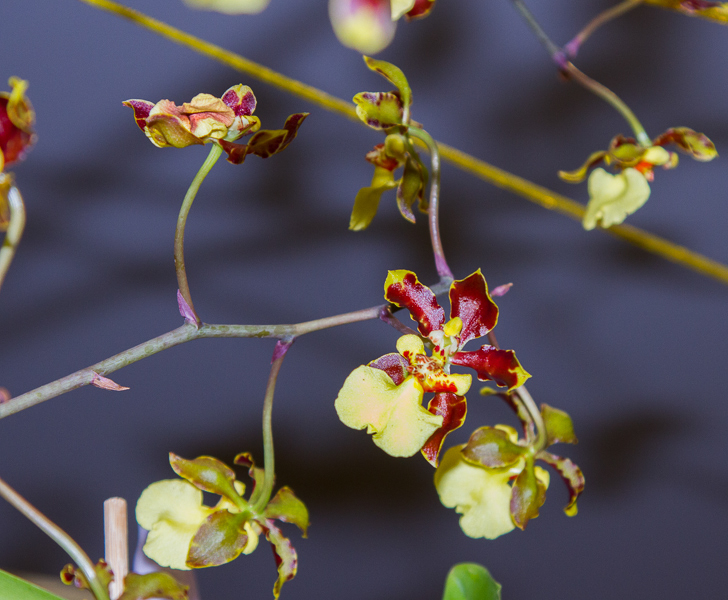 Oncidium microchilum x splendidum
