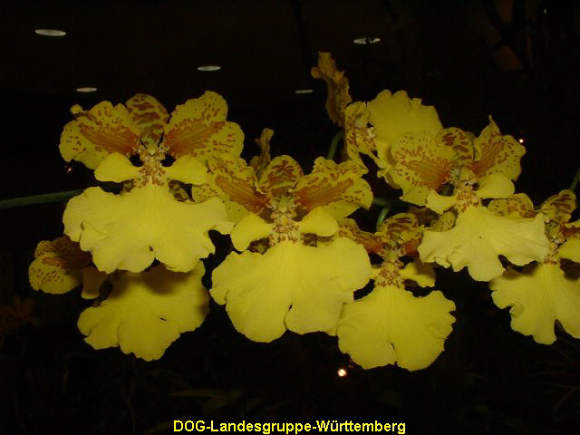 Oncidium onustum x forbesii