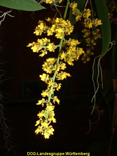 Oncidium pumilum