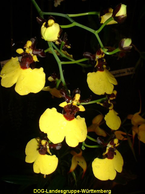 Oncidium varicosum