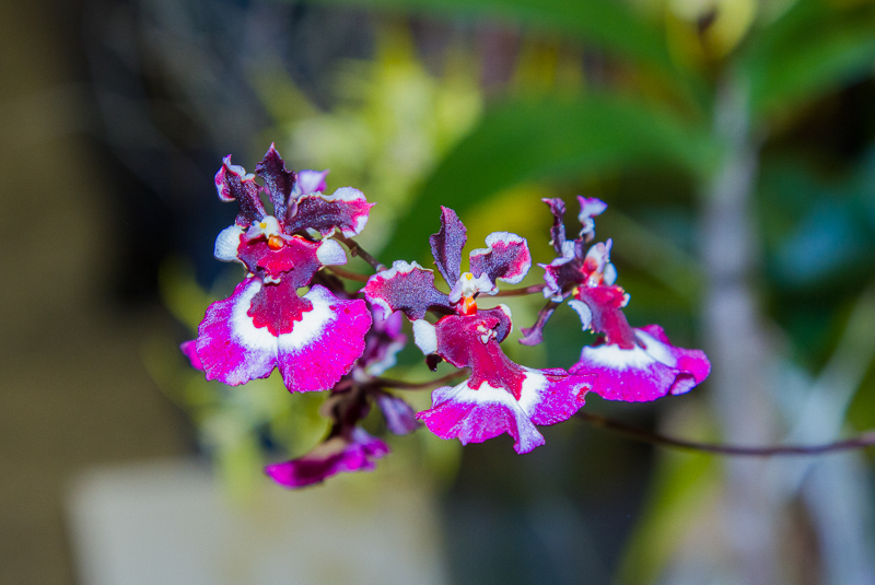 Oncidium variegate