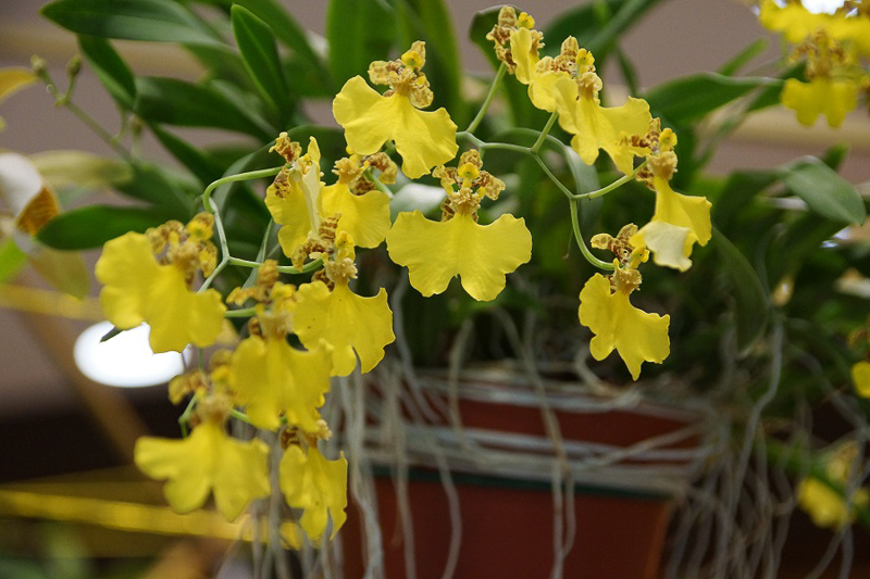 Oncidium viperinum