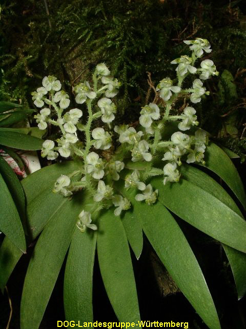 Ornithocephalus myrticolus 01