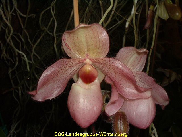 Paphiopedilum Delliana Neer
