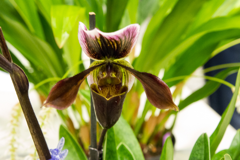Paphiopedilum Hybride 01