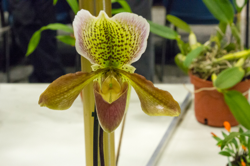 Paphiopedilum Hybride 02