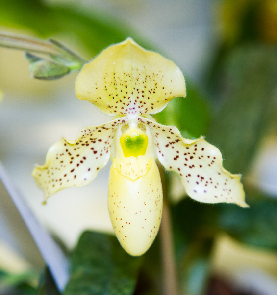 Paphiopedilum Hybride 03