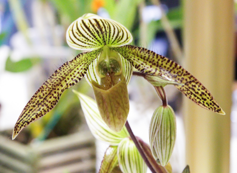 Paphiopedilum Hybride 04