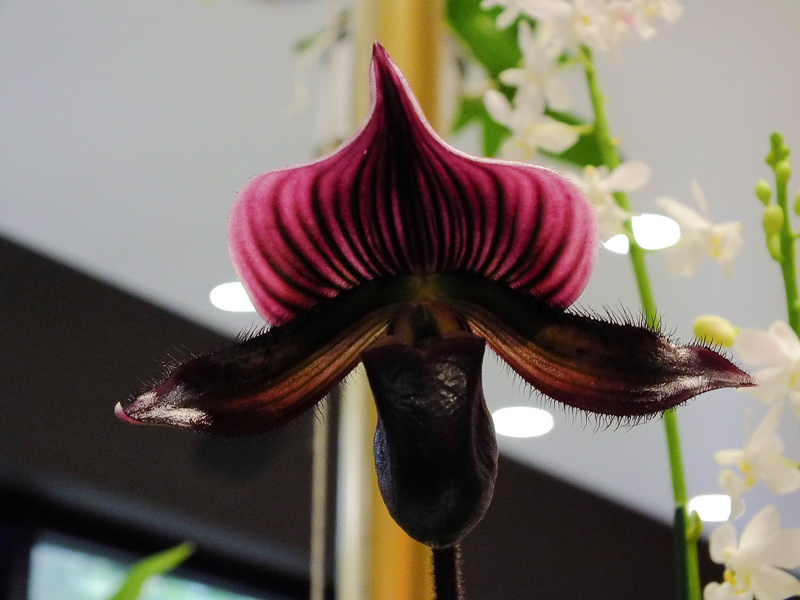 Paphiopedilum Hybride 05