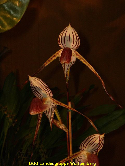 Paphiopedilum Lady Isabell