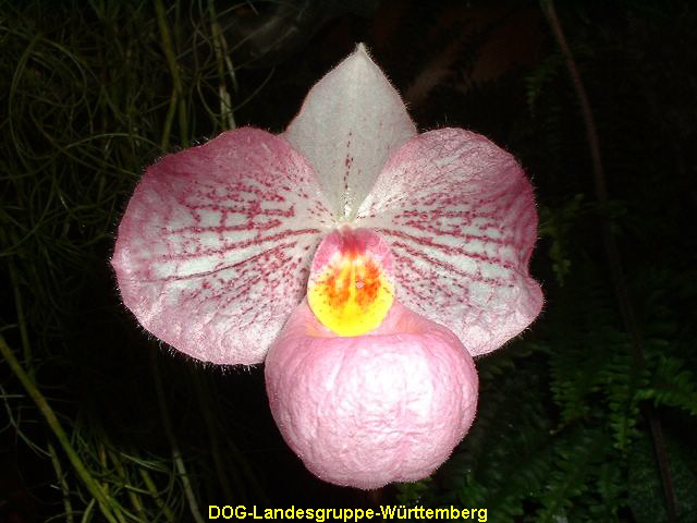 Paphiopedilum Magic Lantern 01