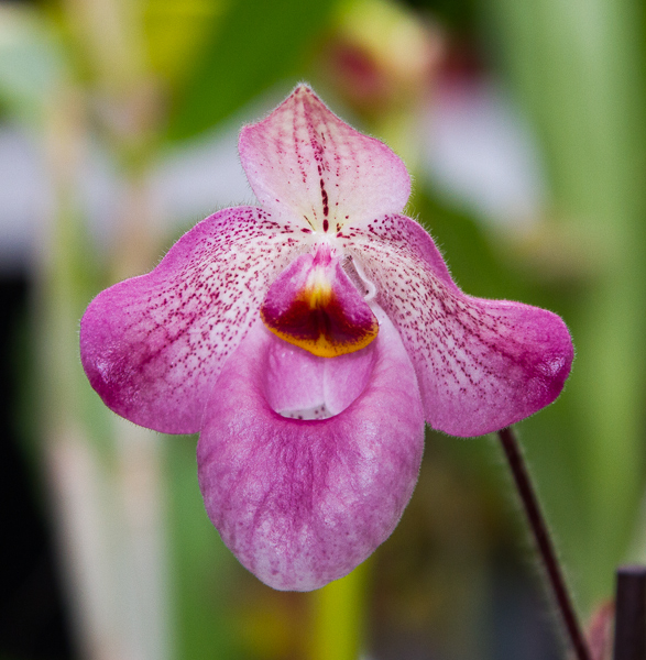 Paphiopedilum Magic Lantern 02