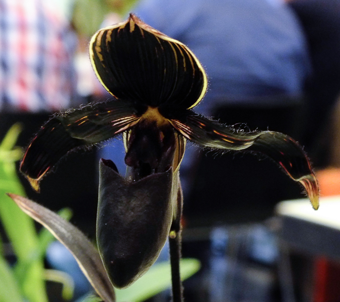 Paphiopedilum Makuli x rothschildianum