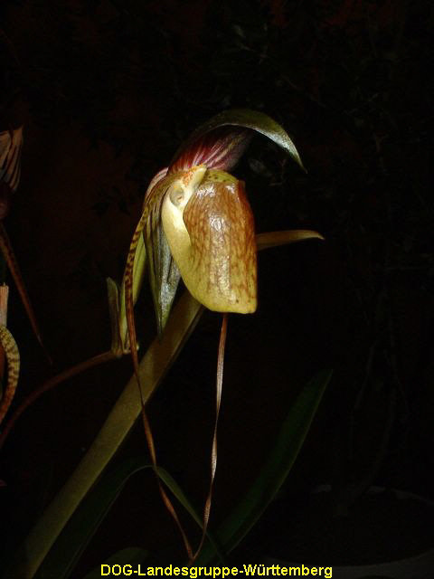 Paphiopedilum adductum 01