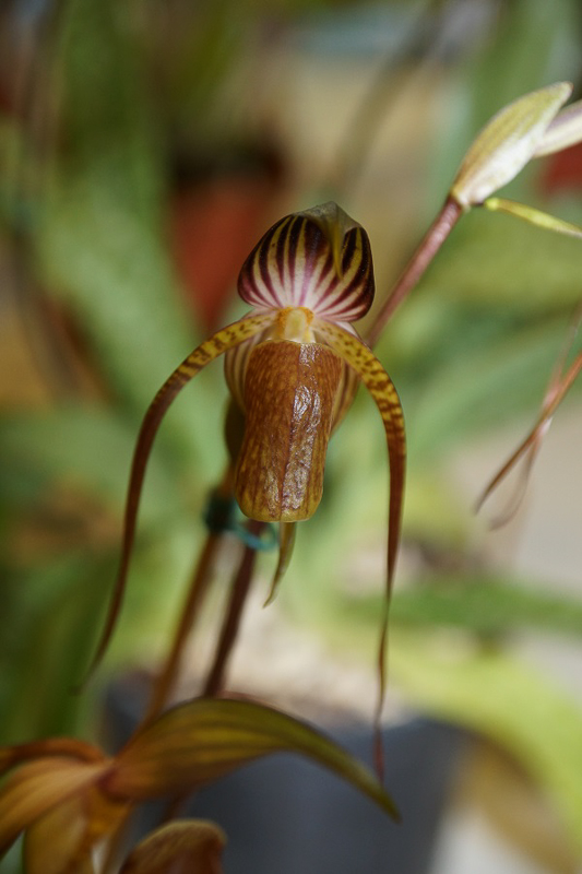 Paphiopedilum adducum 02