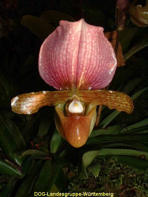 Paphiopedilum charlesworthii