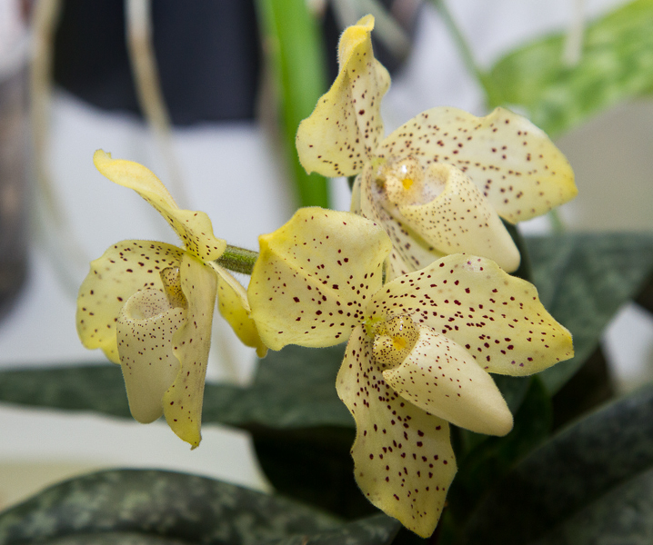 Paphiopedilum concolor