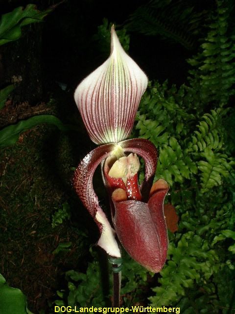 Paphiopedilum curtisii