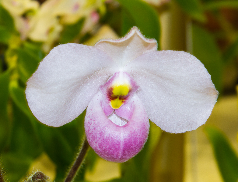 Paphiopedilum delenatii